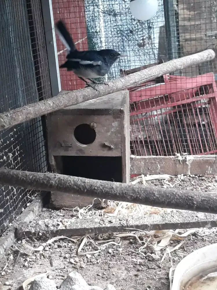 kacer betina beres mabung