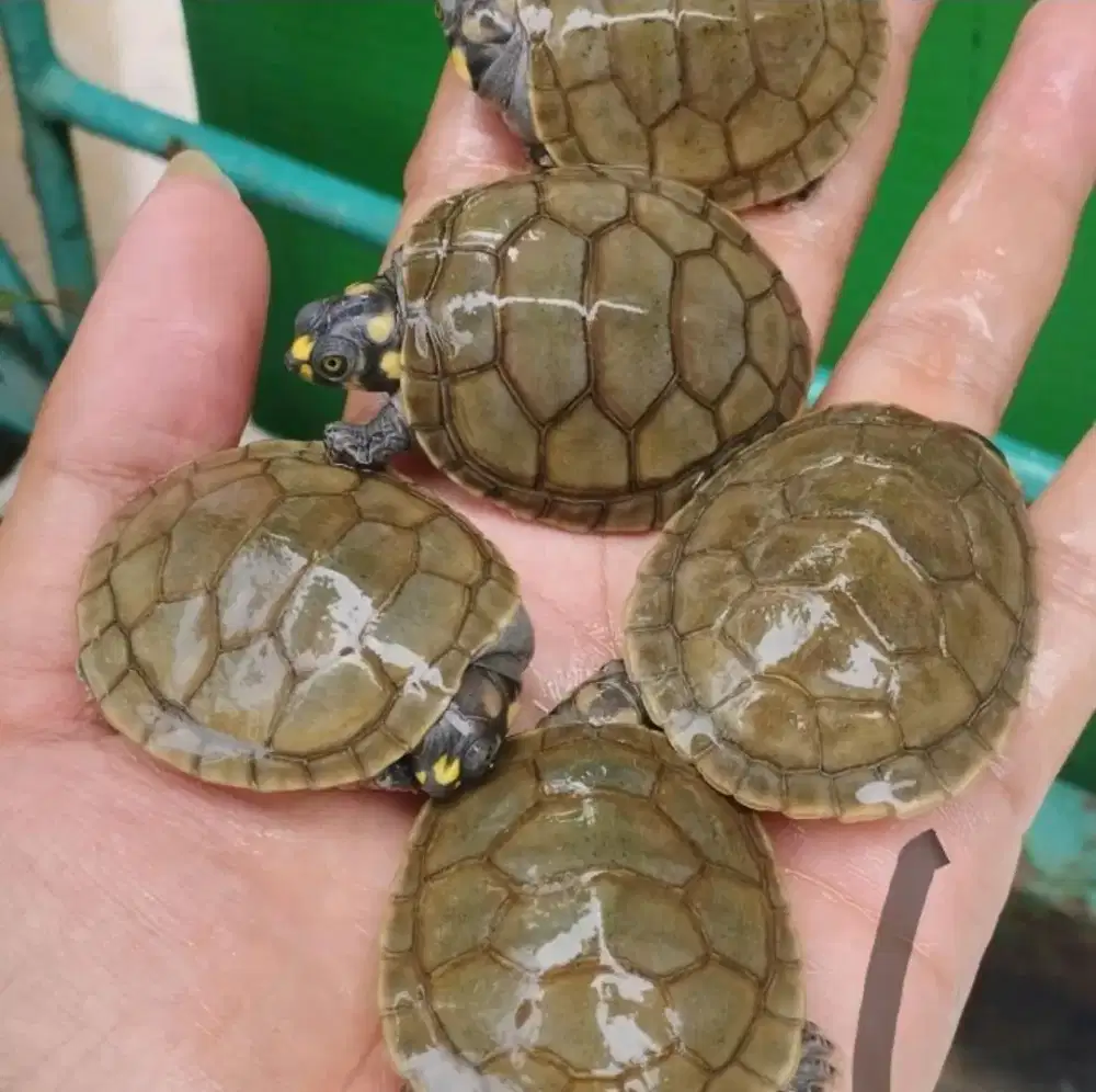 Kura badut unifilis 3-4cm