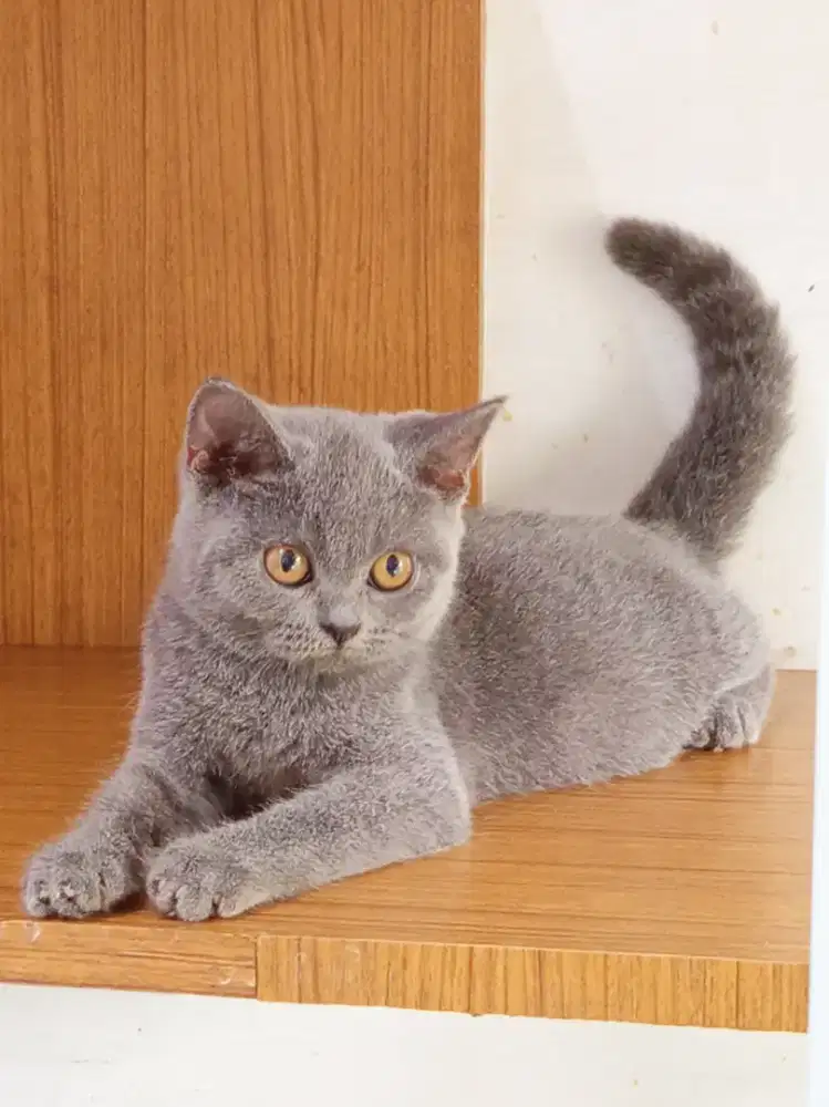 British Shorthair kitten