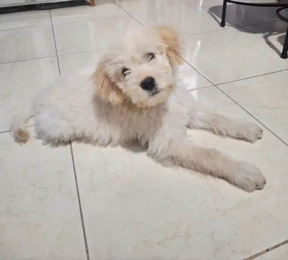 Anak anjing jantan mix poodle