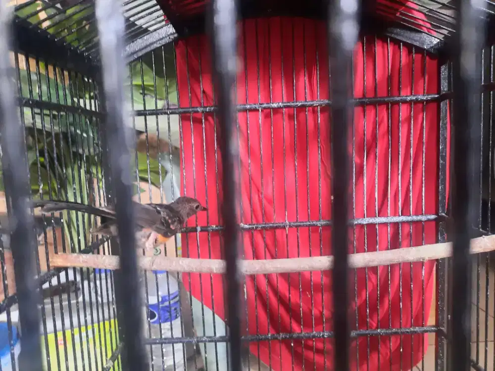 Trotol anakan murai batu jantan