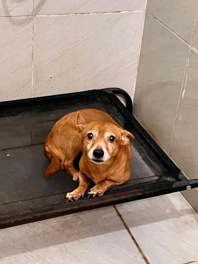 Open adopt Anjing chimmy (mahar untk gantiin snack dan makan)