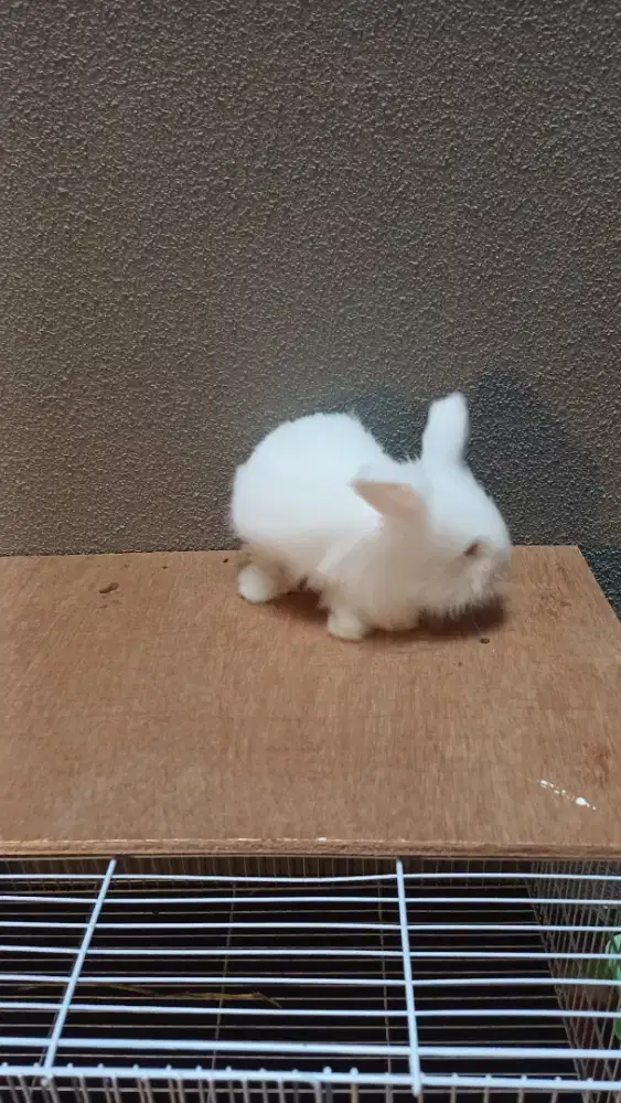 Kelinci anggora dan kelinci Netherland dwarf