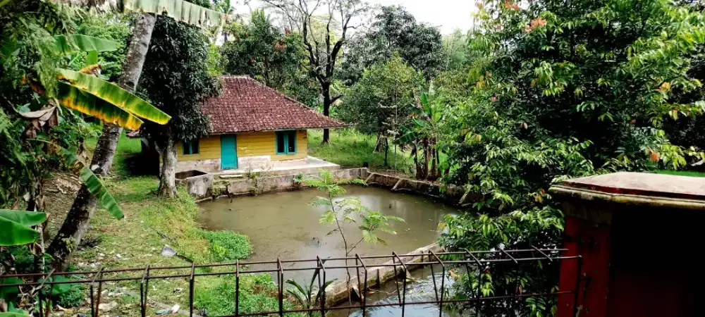 DIJUAL TANAH, rumah, sawah, kolam