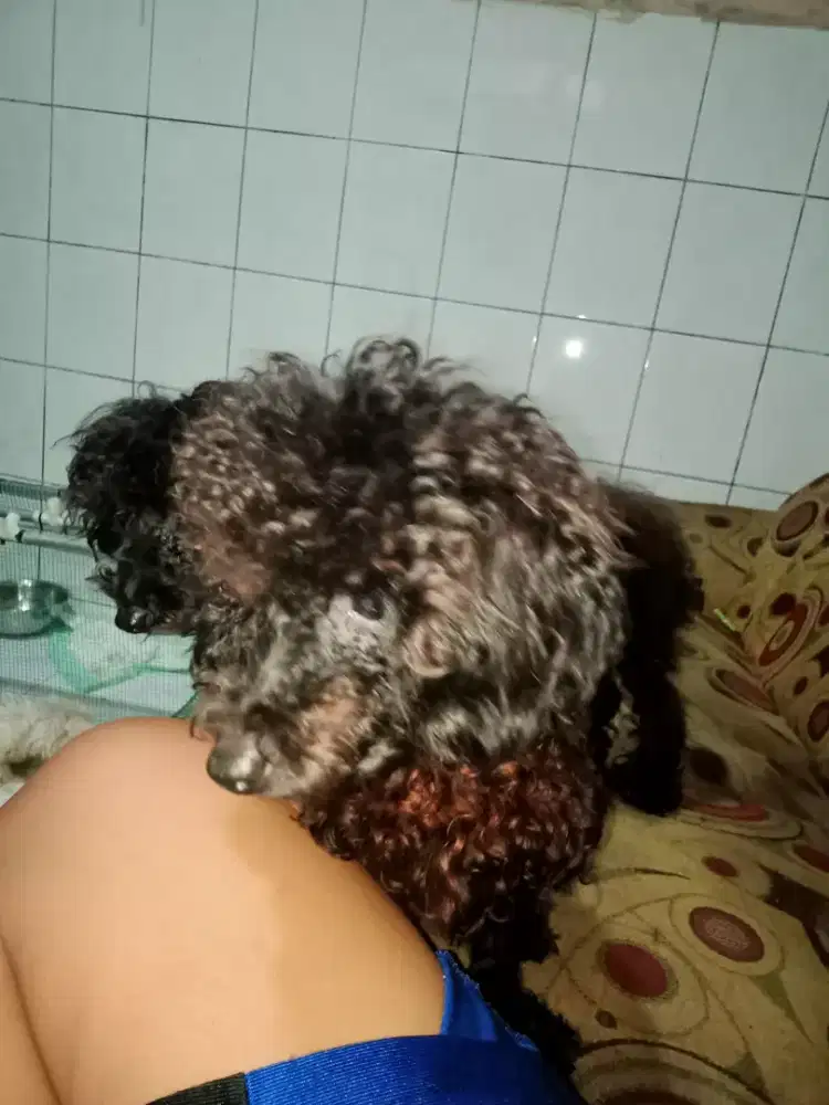 poodle betina 6 bulan