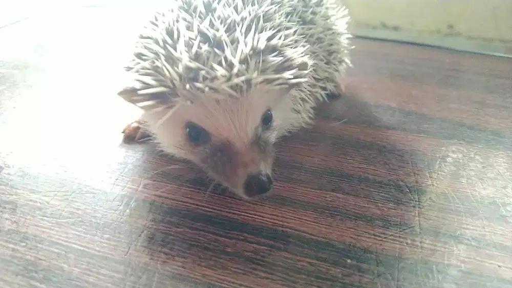 Landak mini ( hedgehog )
