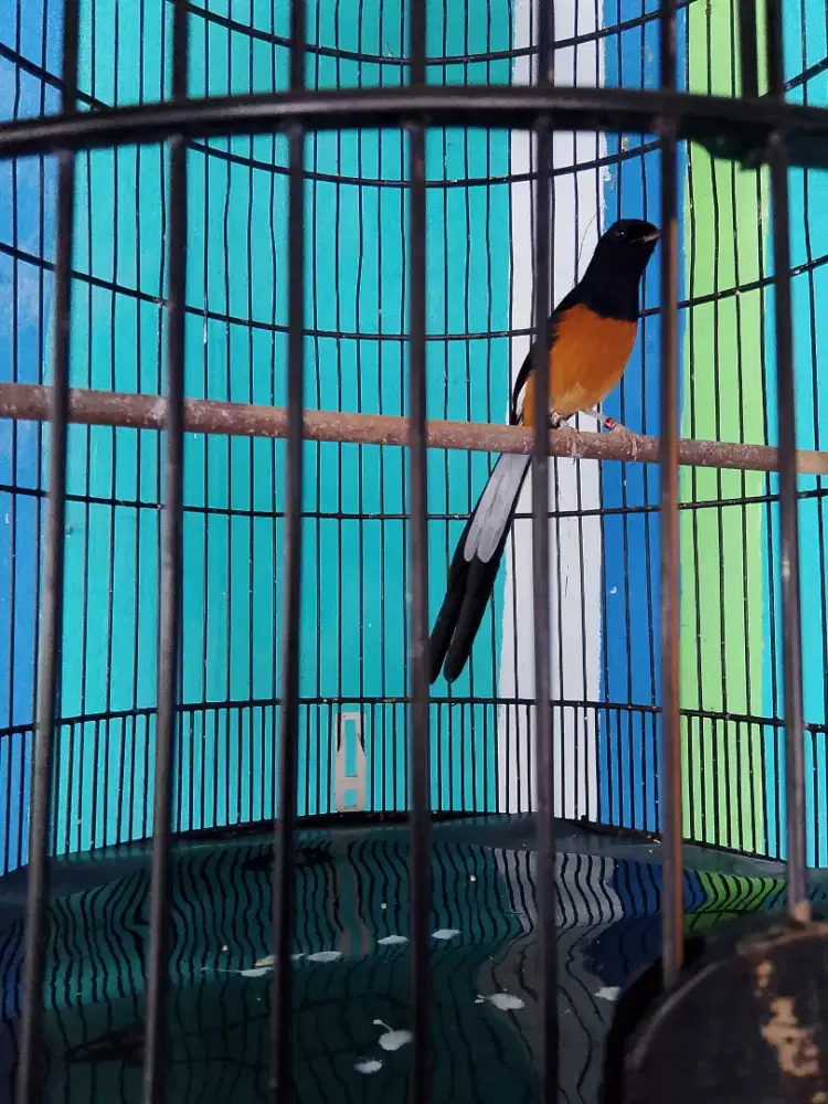 Murai batu medan gacor