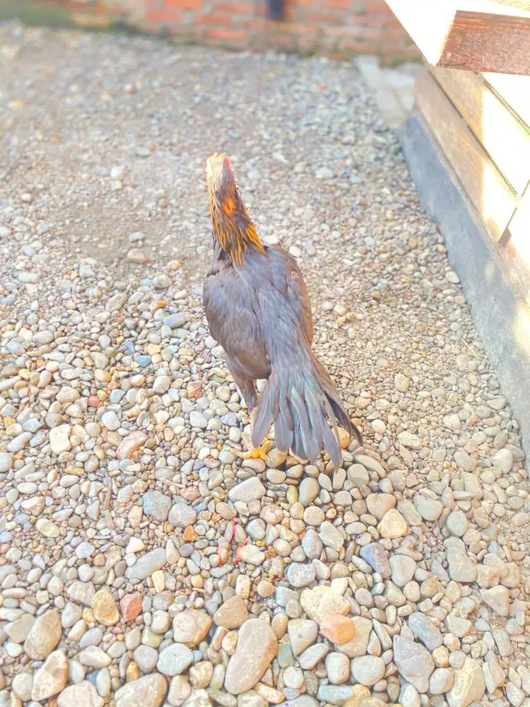 Ayam Ekor Lidi (RAWIS KUNING)