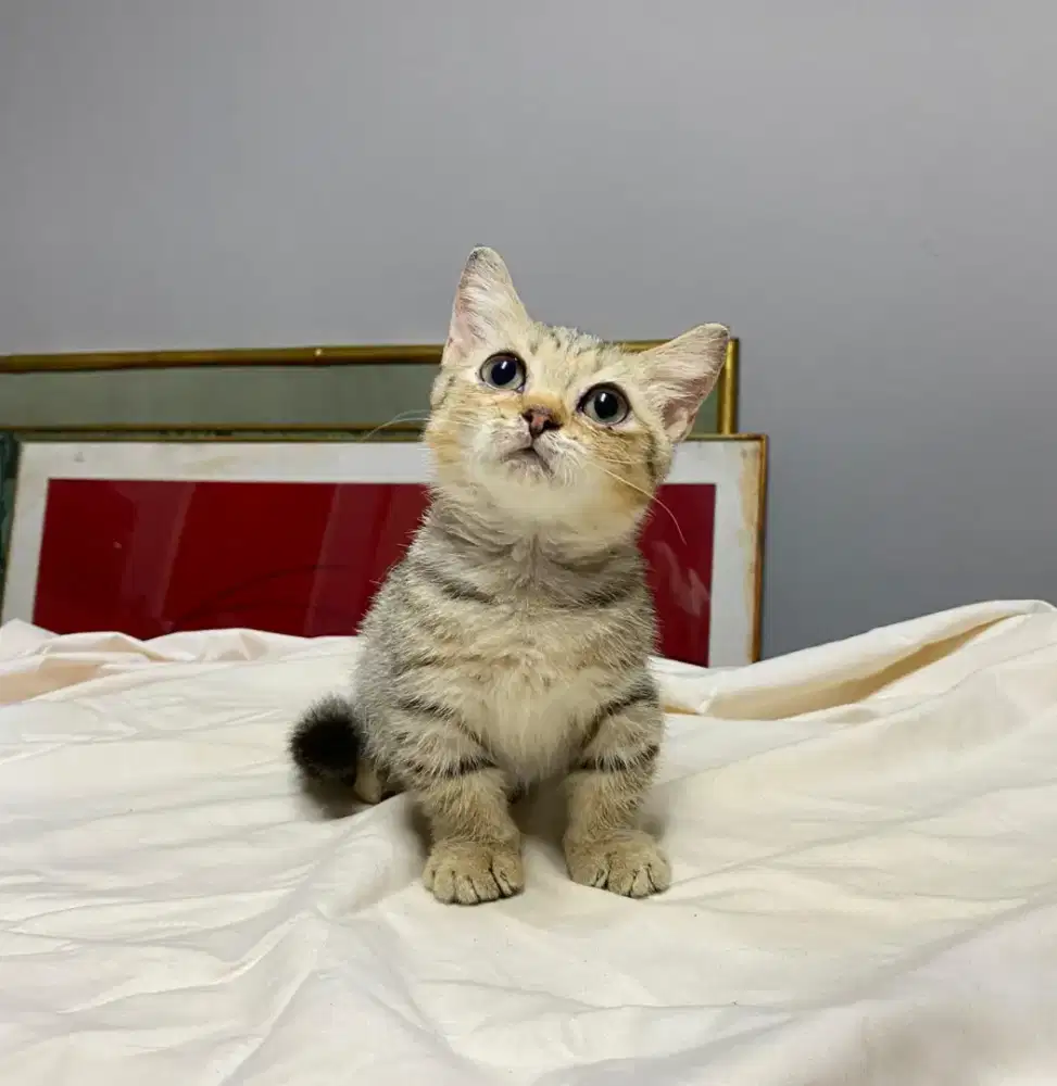 British Short Hair (BSH) Munchkin Standard