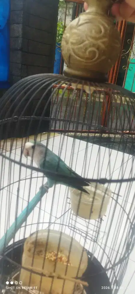 Saya mau jual burung lovebird
