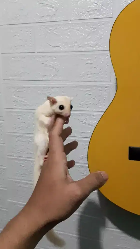 Sugar Glider White Mozaik