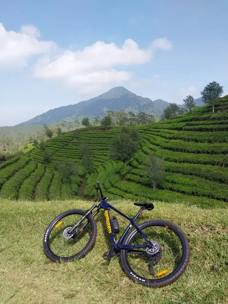 Sepeda Dominate CXC Comp 29er