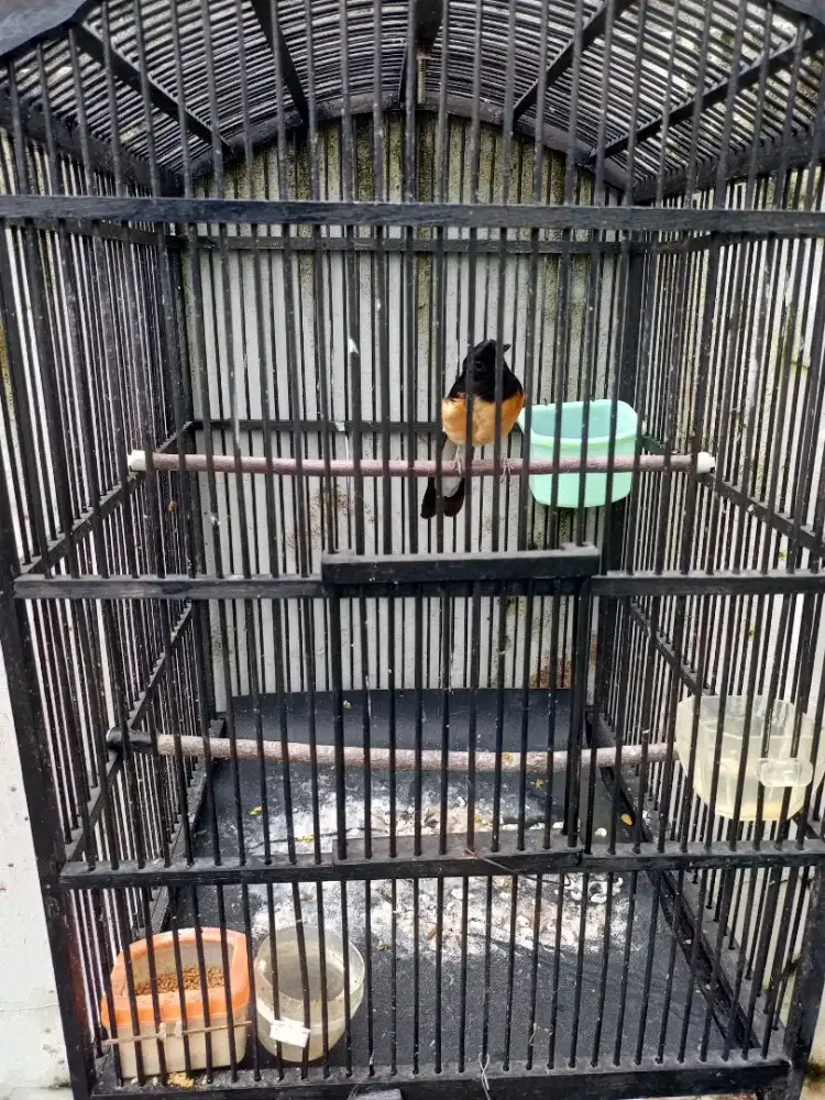 Di jual burung murai batu