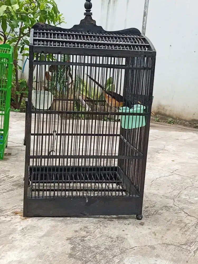 Jual burung murai batu