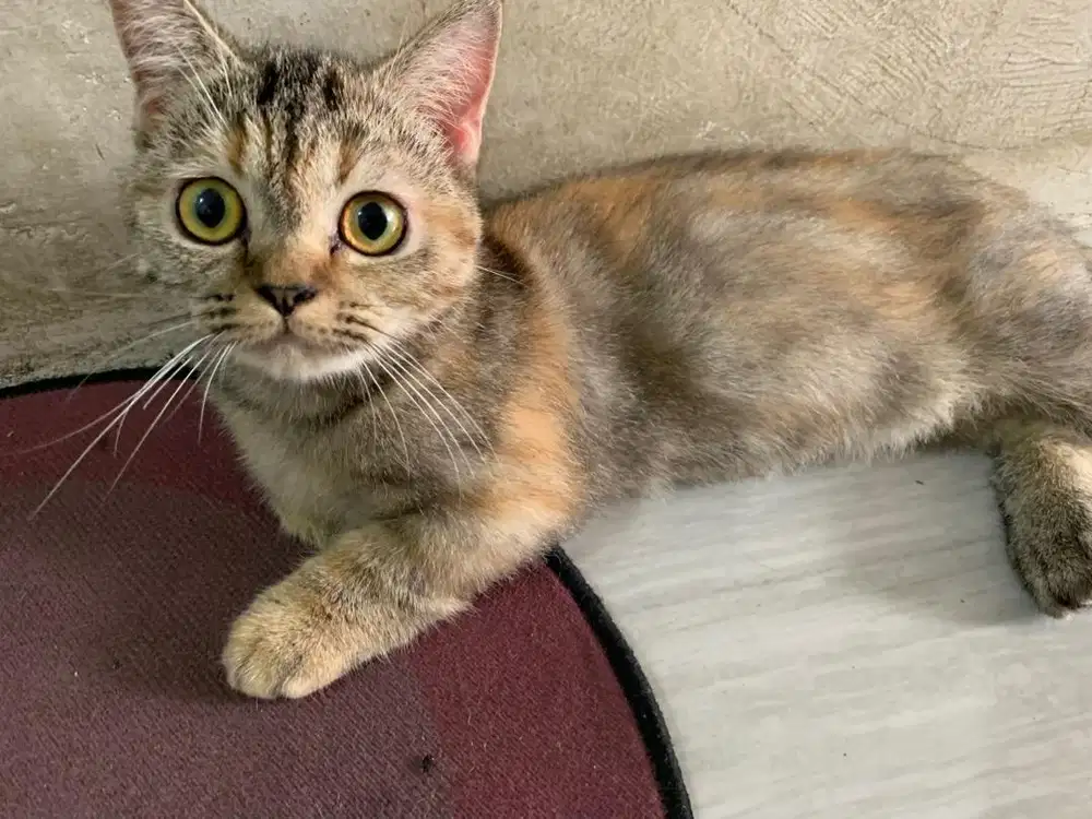 LA jual betina semoga cepat laku