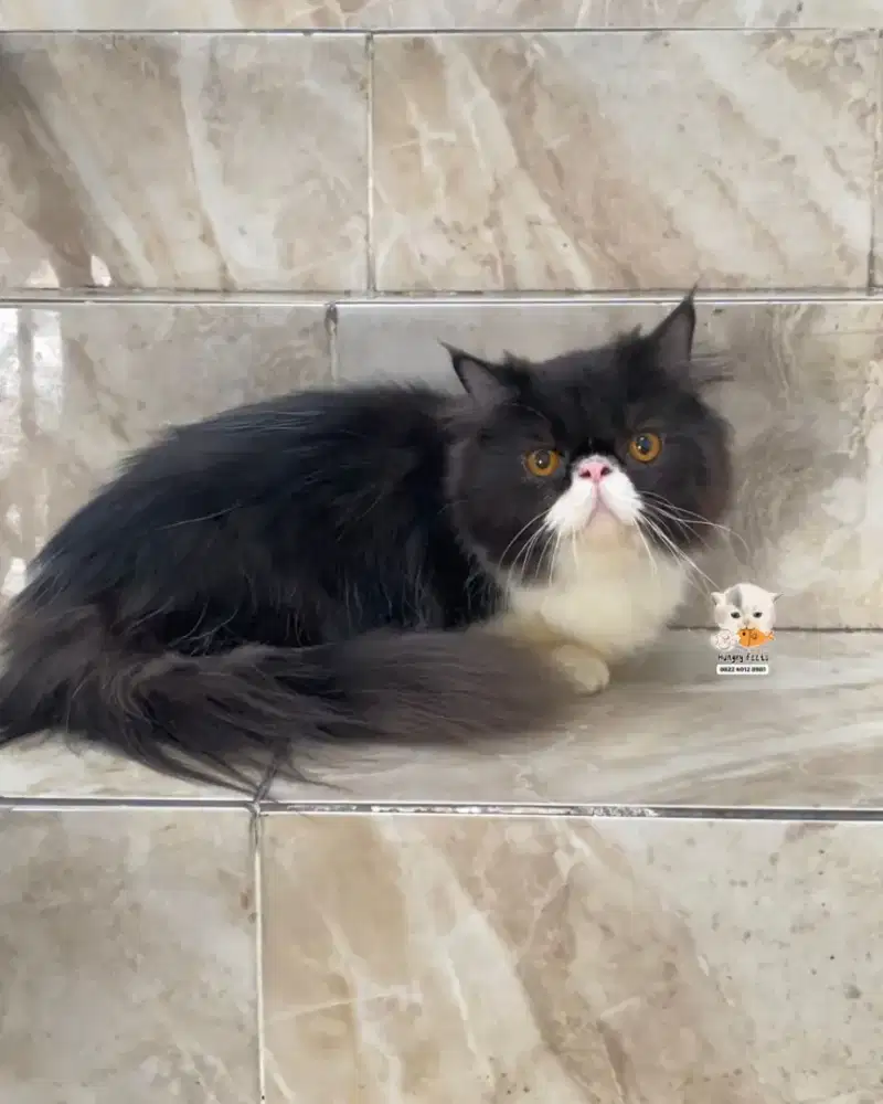 KUCING MUNCKIN MINUET JANTAN (kaki super pendek)