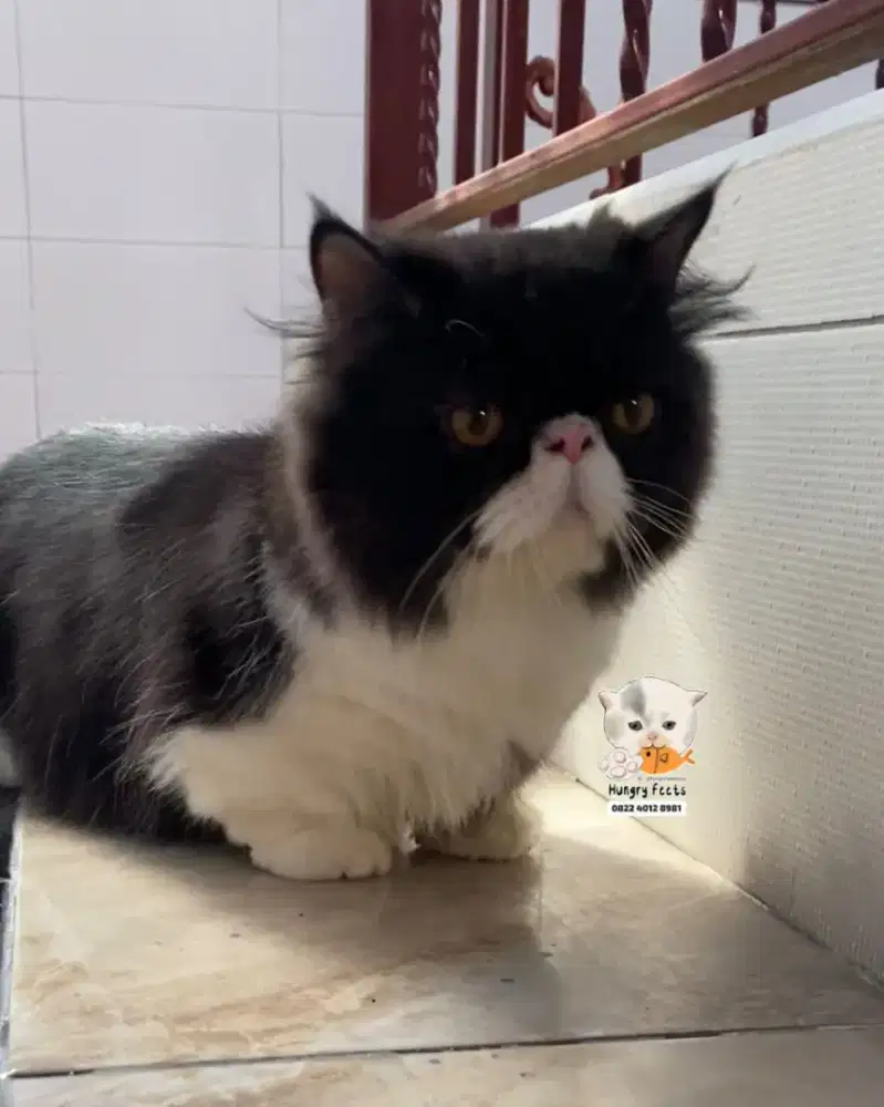 KUCING MUNCKIN MINUET JANTAN (kaki super pendek)