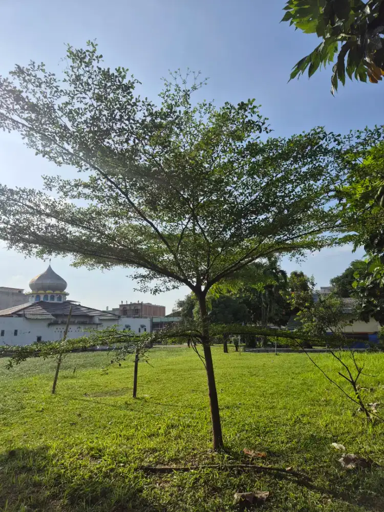 POHON KETAPANG KENCANA