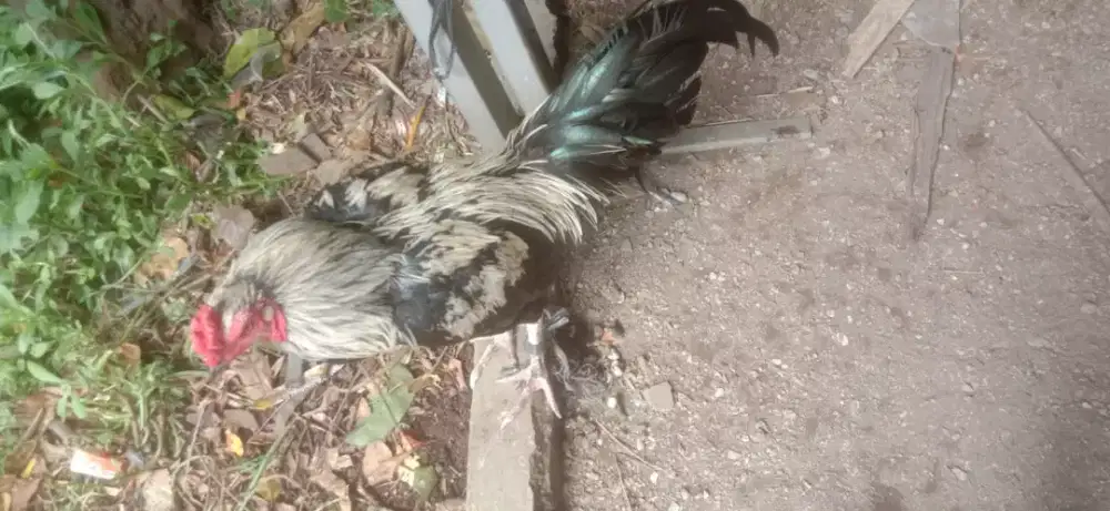 Ayam Burma Rambong x purvian muda mantap Taji hitam jos murah