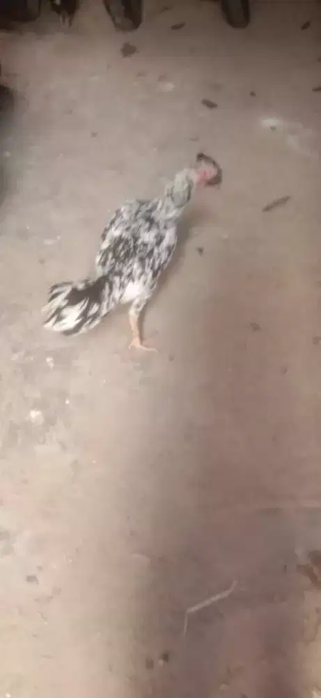 Ayam betina Siam x tradkhoy speed mantap pencetak juara murah