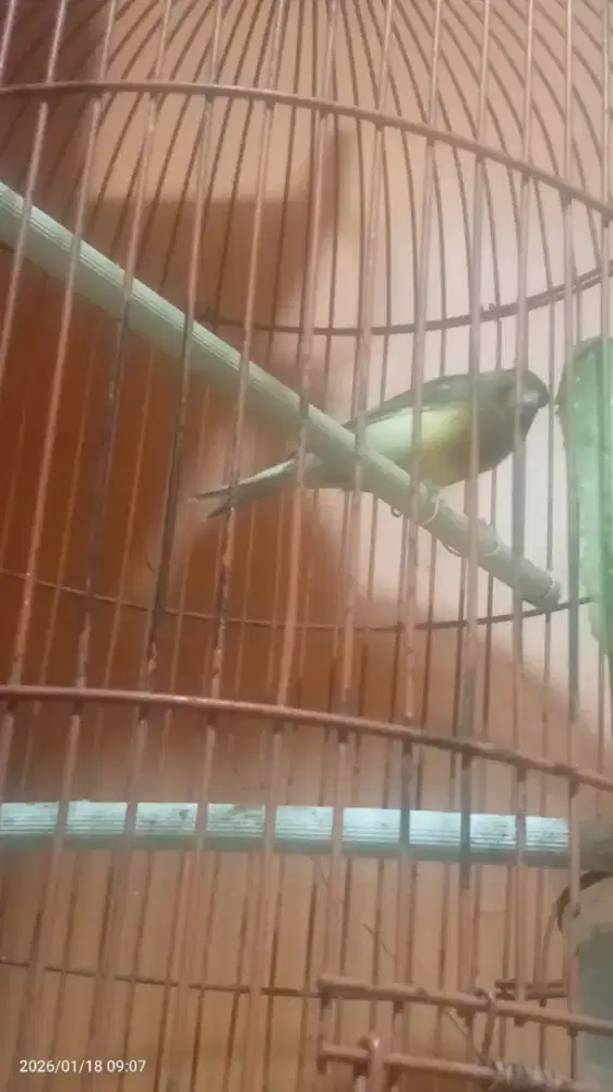 Kenari sepasang+lakbet sepasang,jadiin lembaran ajah