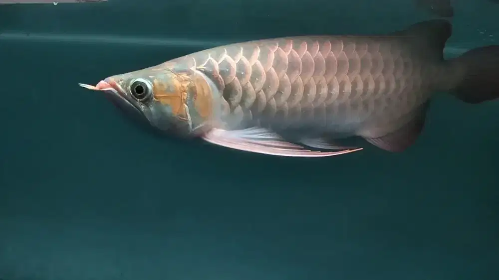 Super red sumo arowana sr arwana sr sumo