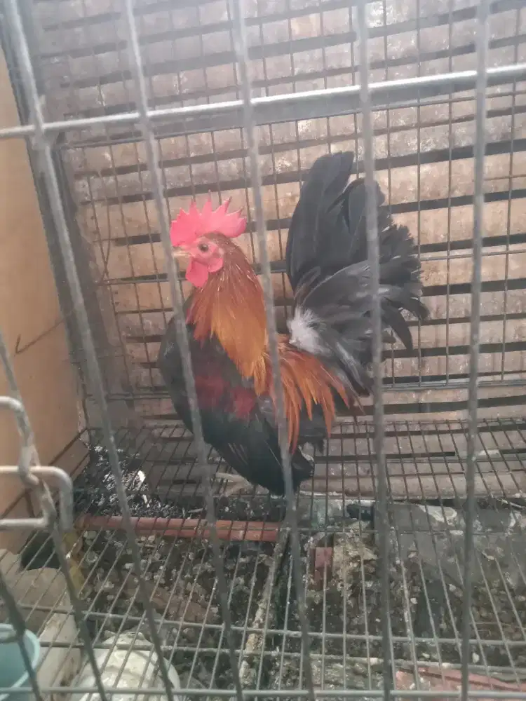 Ayam   jantan rajin kokok