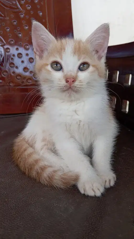 Kucing anggora sehat lincah bersih pintar