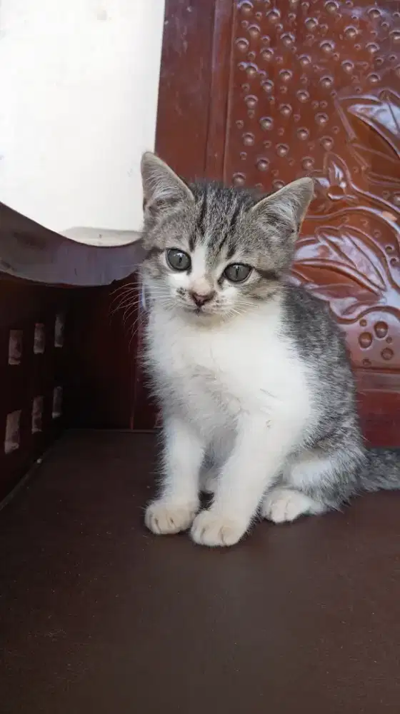 Anak kucing anggora bersih sehat lincah 3 bulan