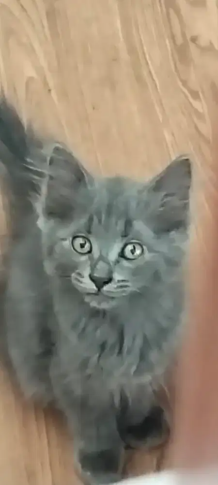 Open adopt kitten usia 2 bulan Mix BSH persia