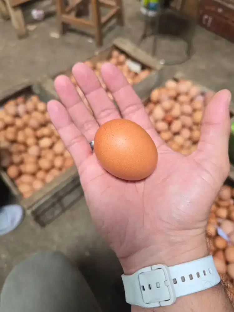 Telur Ayam Premium