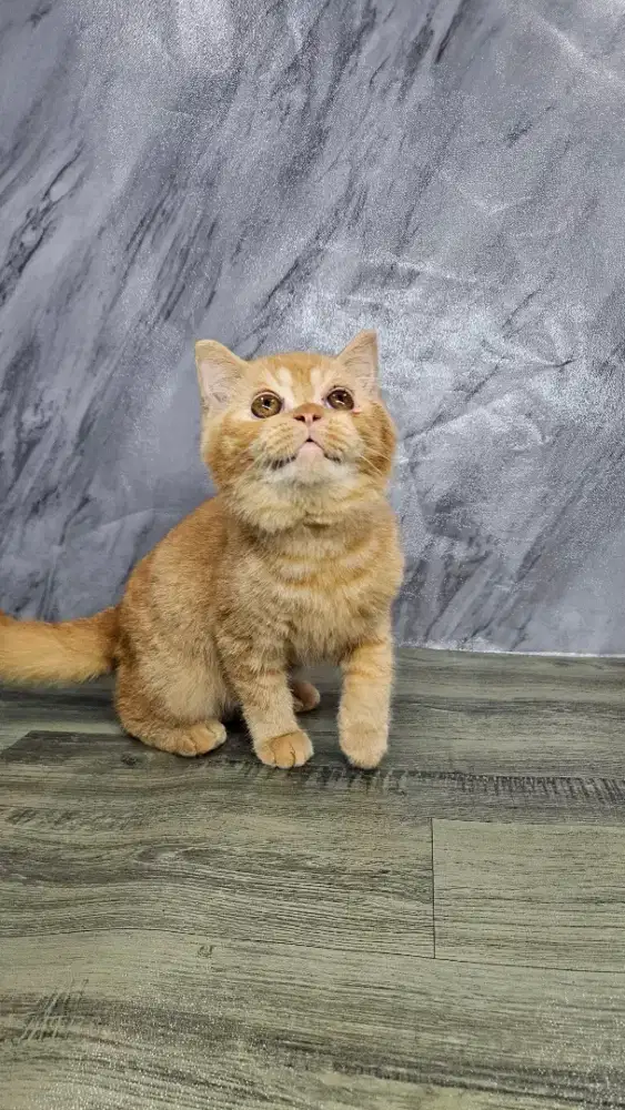 BSH Betina Red Tabby (4 bulan)