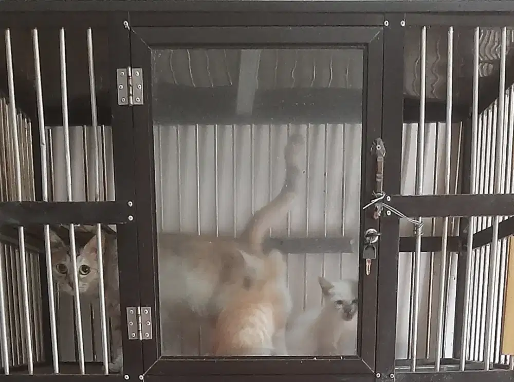 Lepas adopsi anak kucing blasteran borongan