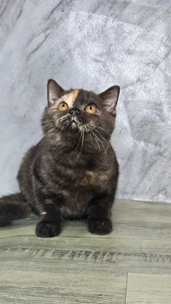 Kucing BSH Betina Tortie (4 bulan)