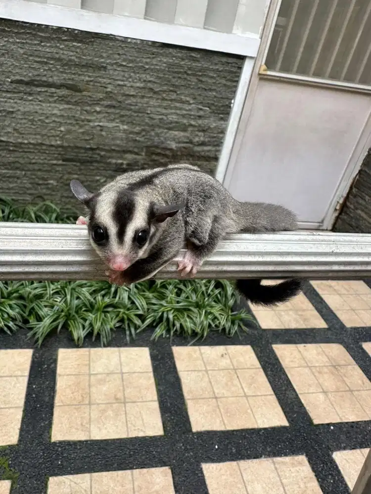 Sugar Glider Joey 1 bulan