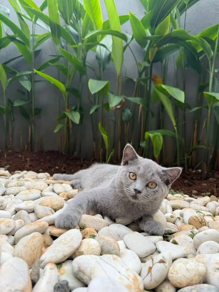 Kucing British Short Hair BSH