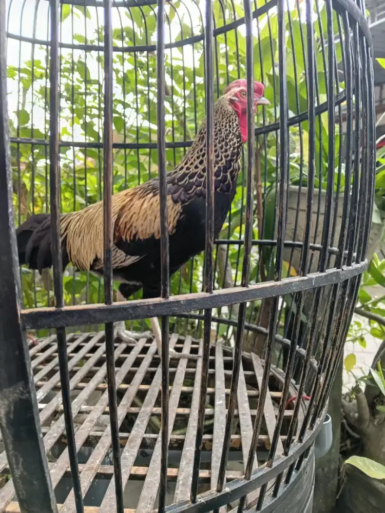 Di jual ayam bekisar warna wido