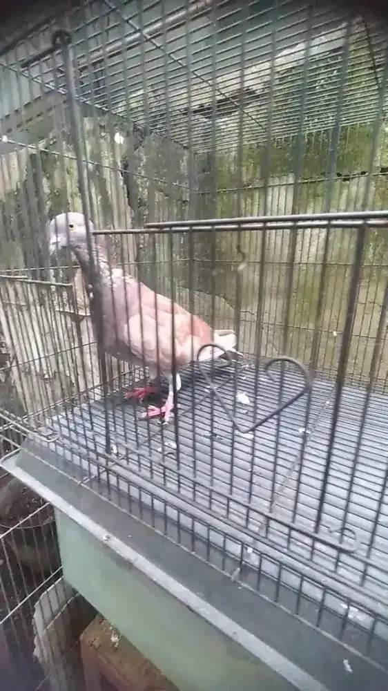 Merpati bujangan siap jodoh