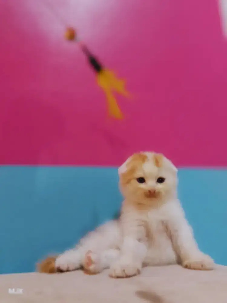 READY Scottish Fold Kitten 2–3 Bulan ,Imut, Manja, Sehat