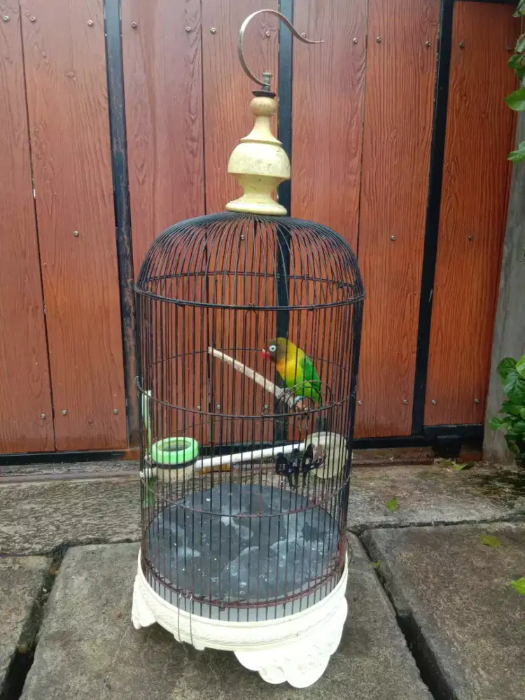 Burung Lovebird cantik & manja