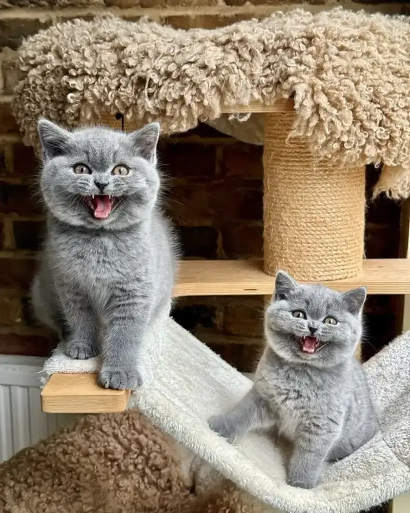 British shorthair