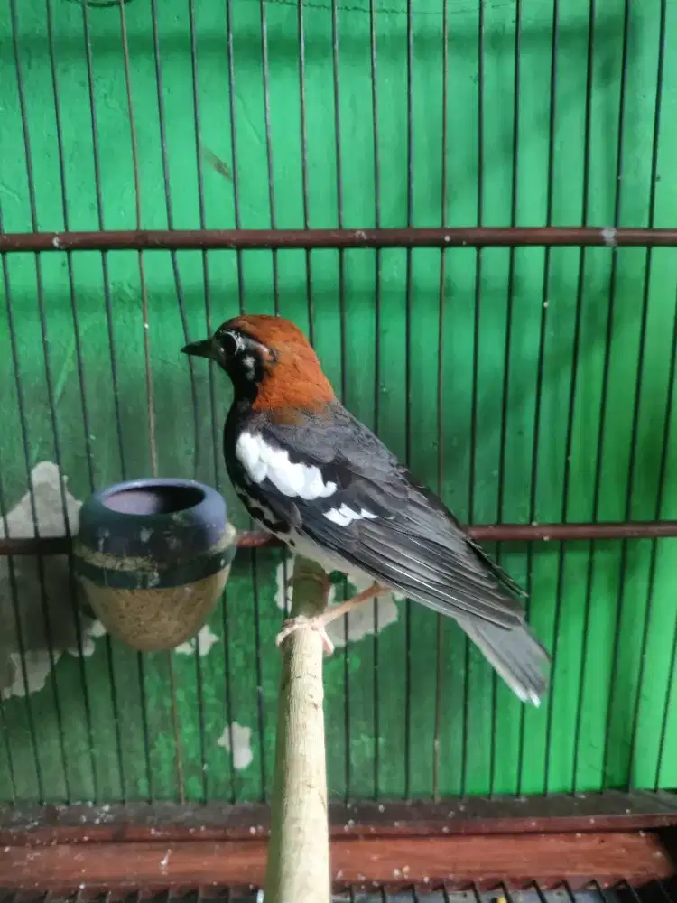 Anis kembang betina ring Mulprem