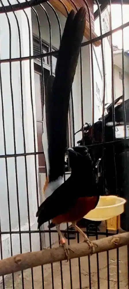 BURUNG MURAI GACOR GACOR SANGKAR BAGUS