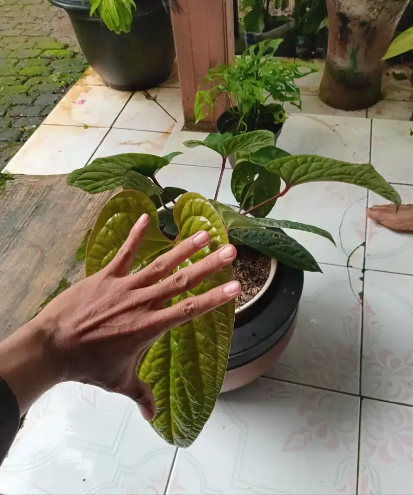 Anthurium Sirih Daun besar 20-30cm