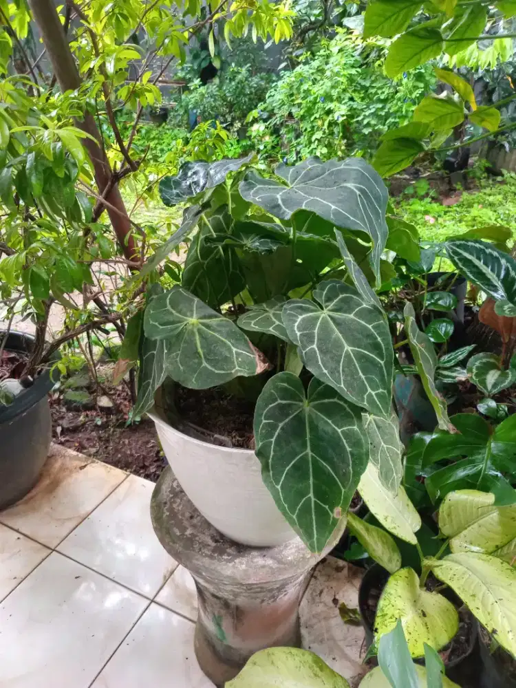 Tanaman Kuping Gajah