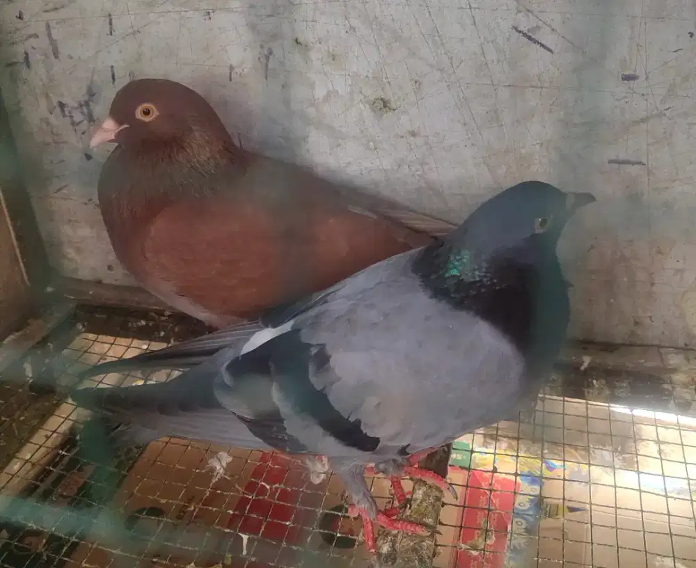 Sepasang burung merpati