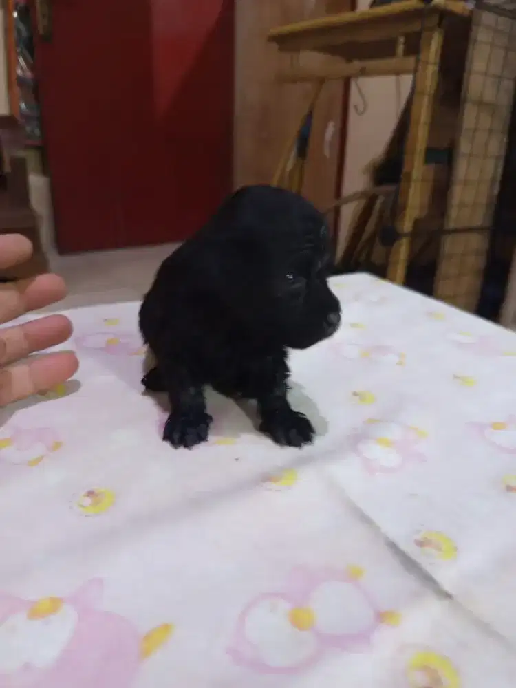 Poodle betina dan jantan hitam kosongan