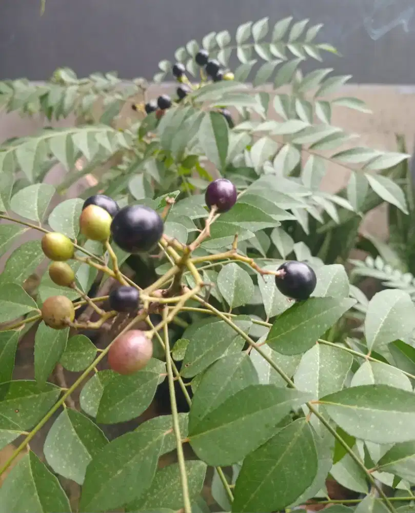 Pohon kari sudah berbuah