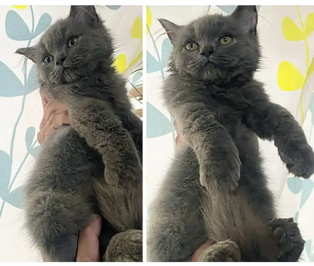 Kucing kitten mix British Jantan