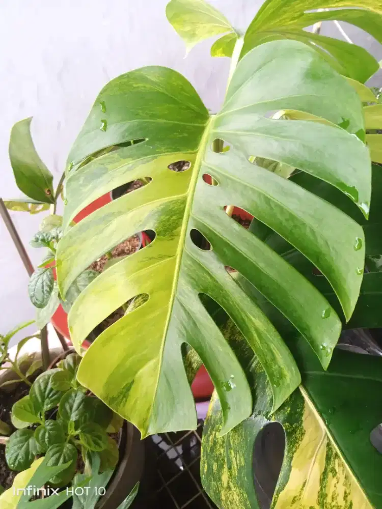 Tanaman Hias Monstera